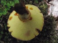 Goldgelber Lärchen-Röhrling